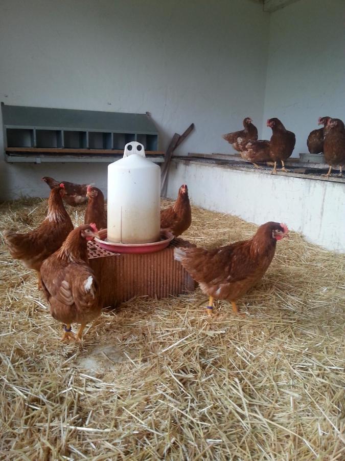 Ferienwohnung Taubertal Familie Arold Creglingen Esterno foto